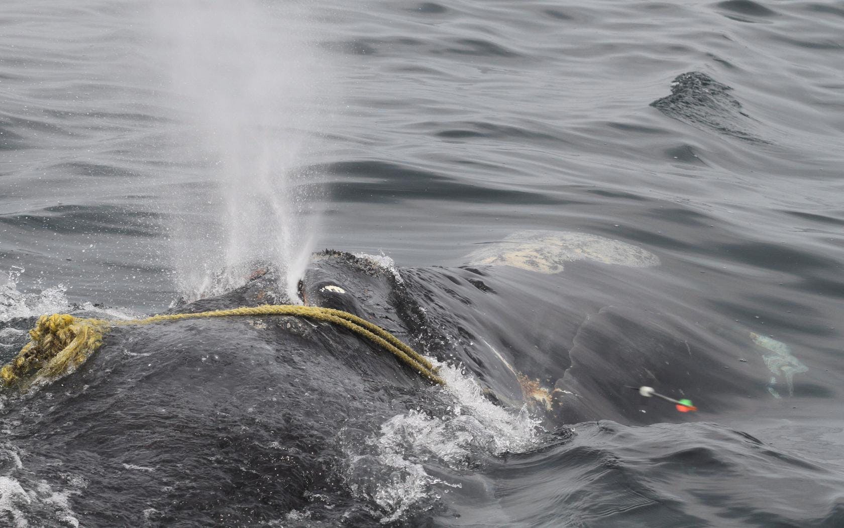 SMUaided right whale death study Ropeless gear needed to give